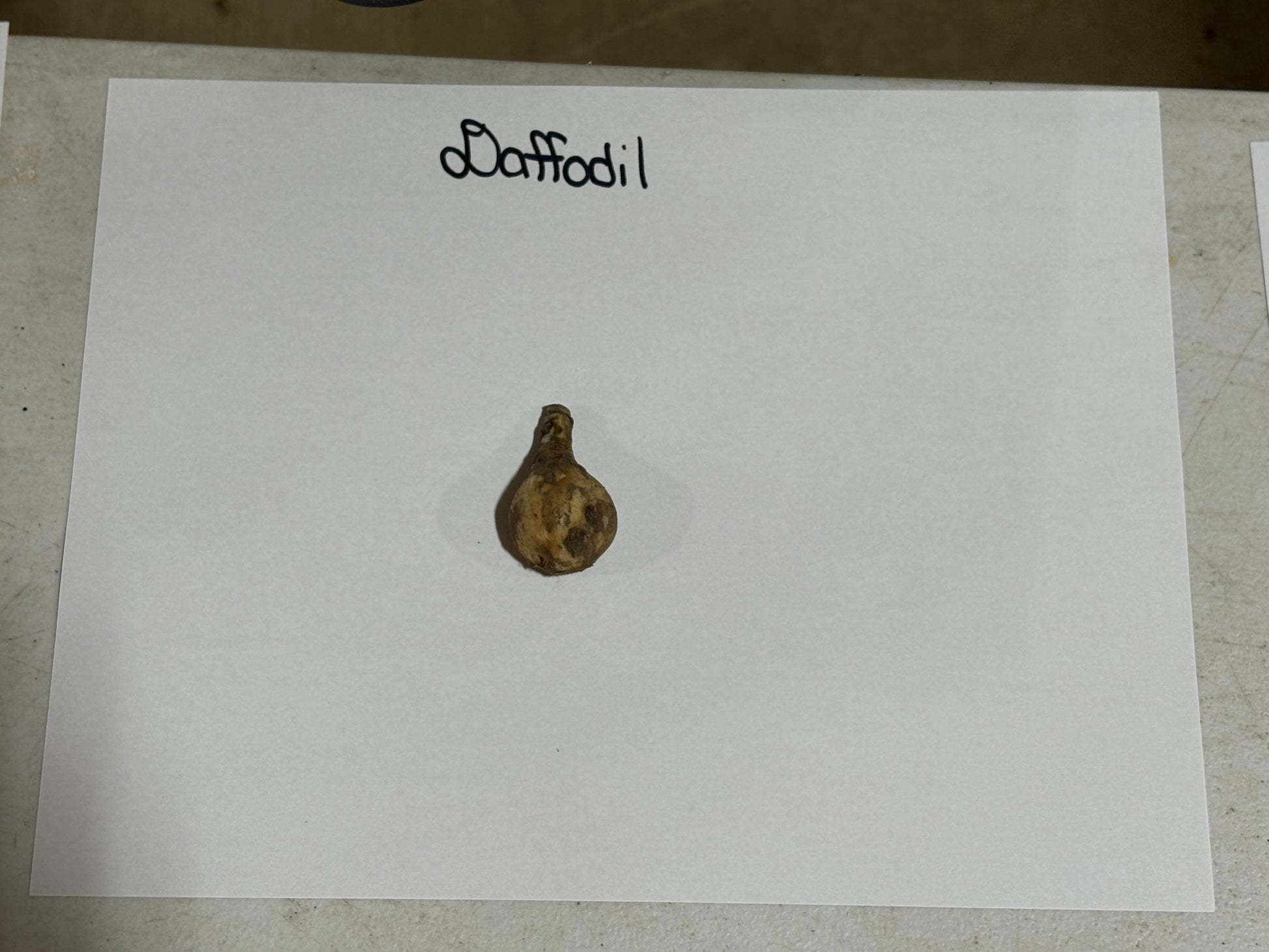 daffodil plant root