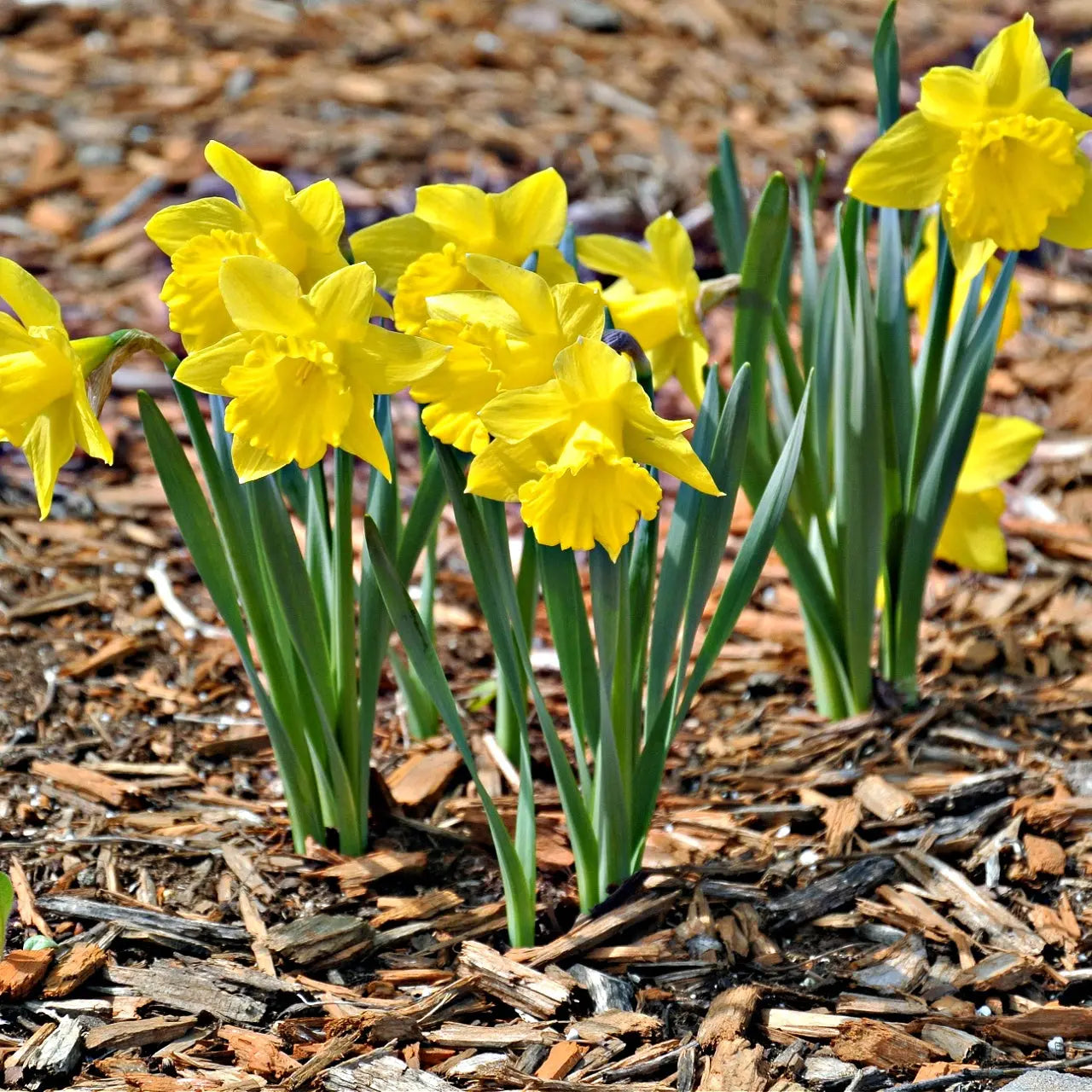 Buy Daffodils Online at TN Nursery 