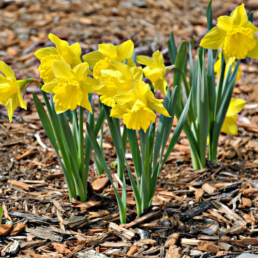 Buy Daffodils Online at TN Nursery 