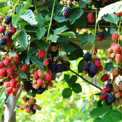 A cluster of dewberry plants with green leaves and berries ranging from red to deep purple, some stems are brown while others are green.