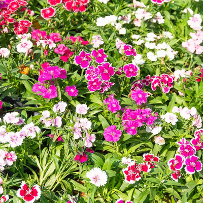 Vibrant Dianthus Plant: pink and white sweet williams with ruffled petals