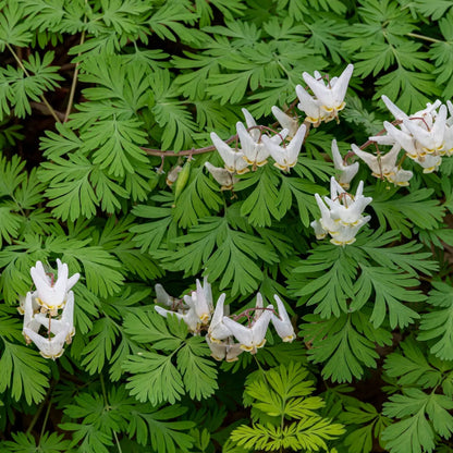 Buy Dutchman's Breeches Online at TN Nursery 