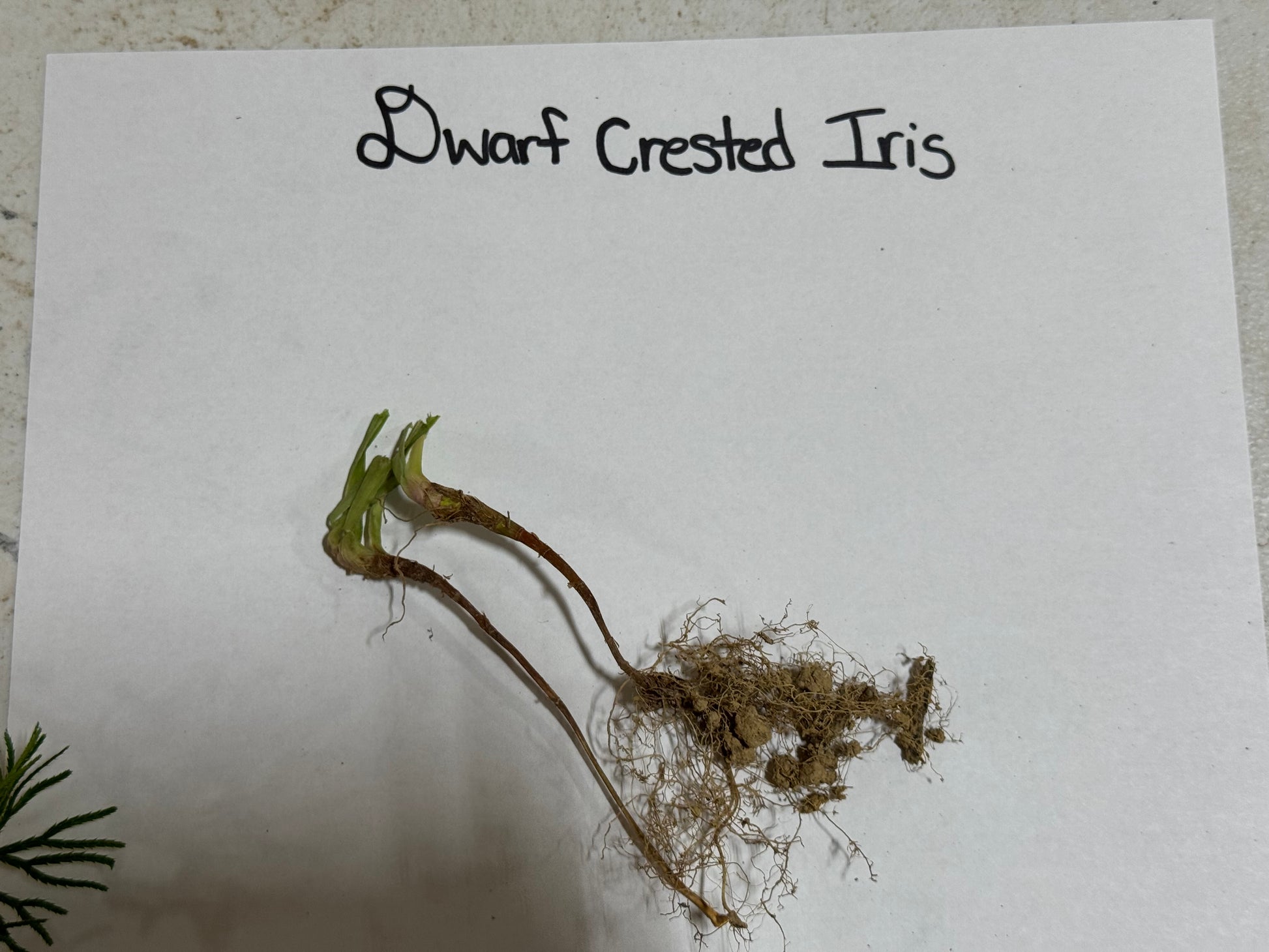 Iris Cristata Plant root