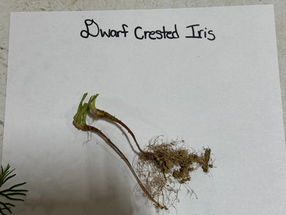 Iris Cristata Plant root