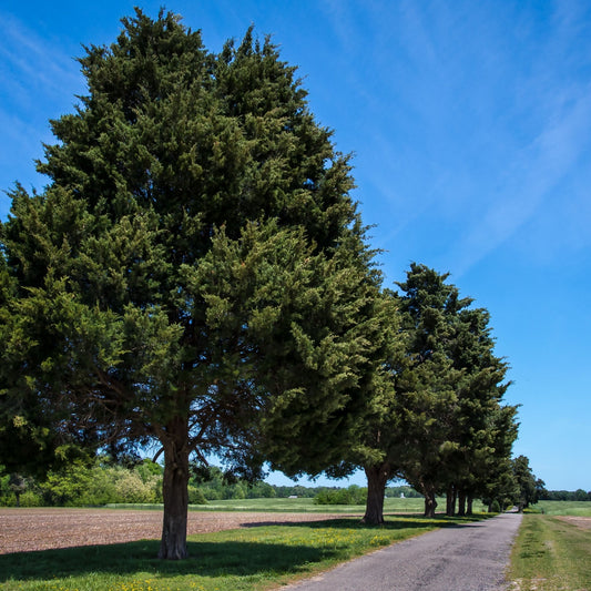 Buy Eastern Red Cedar Trees Online at TN Nursery 