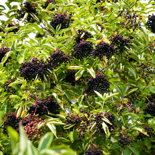 Buy Elderberry Live Stakes Online at TN Nursery 