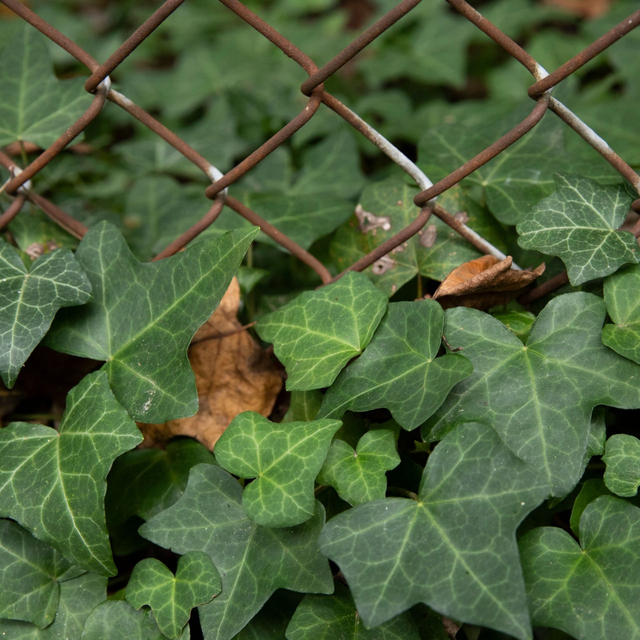 English Ivy
