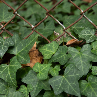 English Ivy