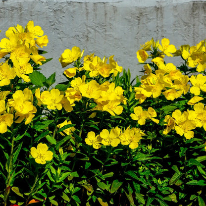 Buy Evening Primrose Online at TN Nursery 