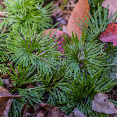 Vibrant green feathery Fan Clubmoss fronds emerge from forest floor leaves