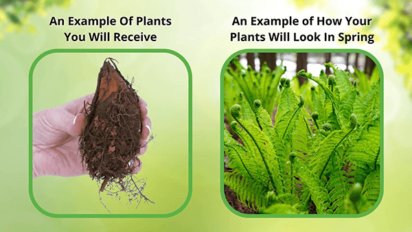 Ferns Before and After