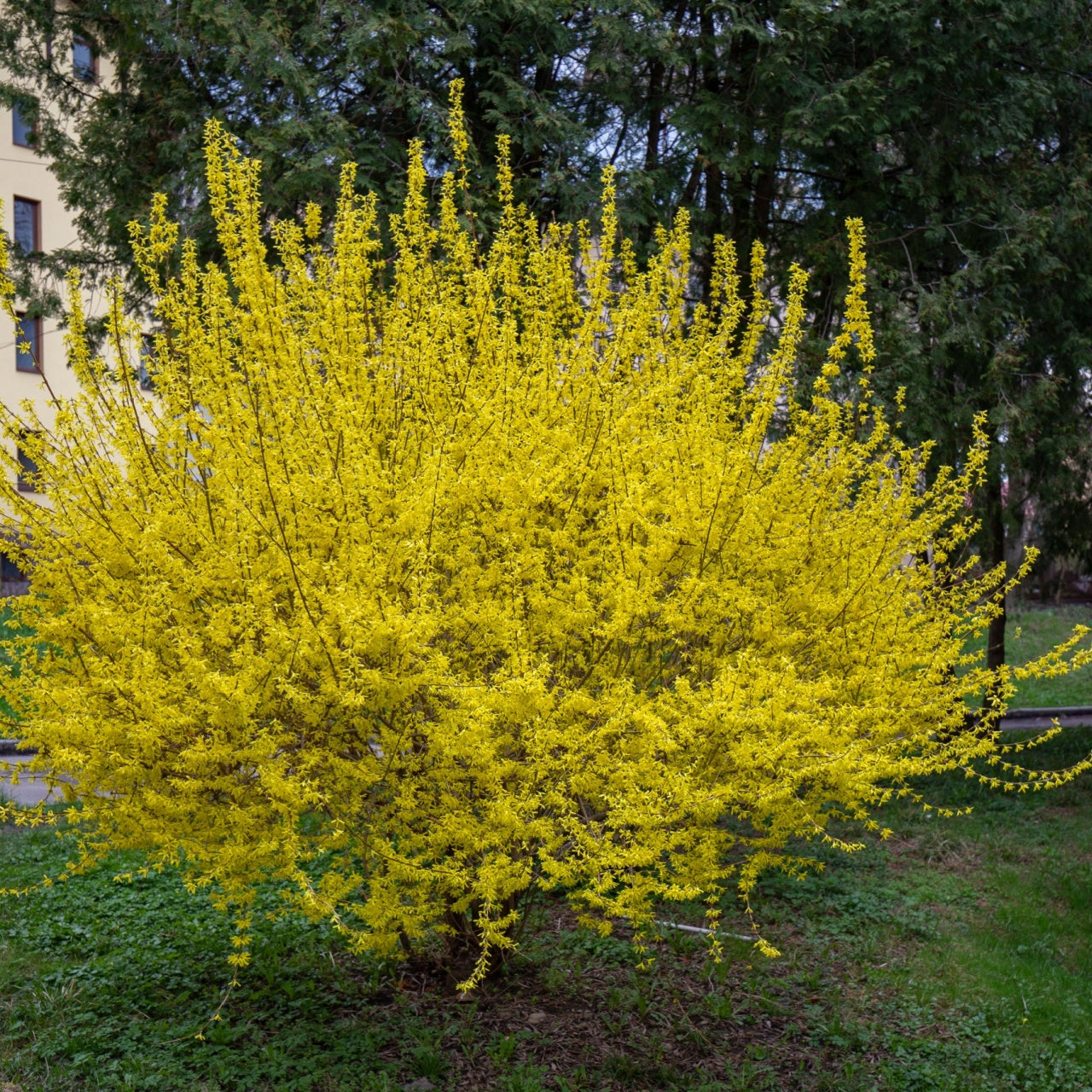 Buy Forsythia Online at TN Nursery 