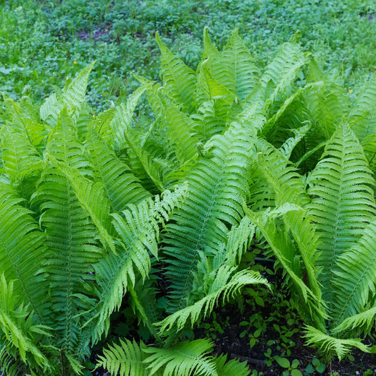 Buy Glad Fern Online at TN Nursery 