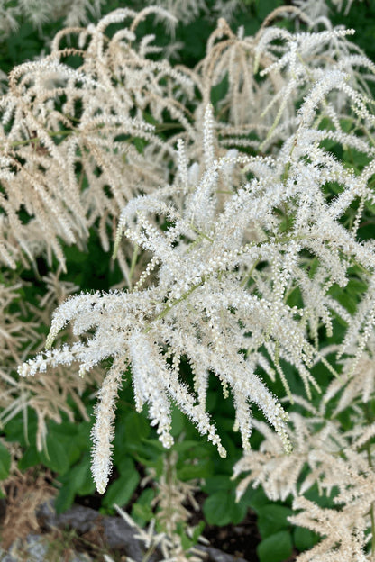 Goats Beard Plant