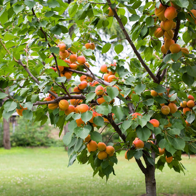 Apricot Fruit Tree