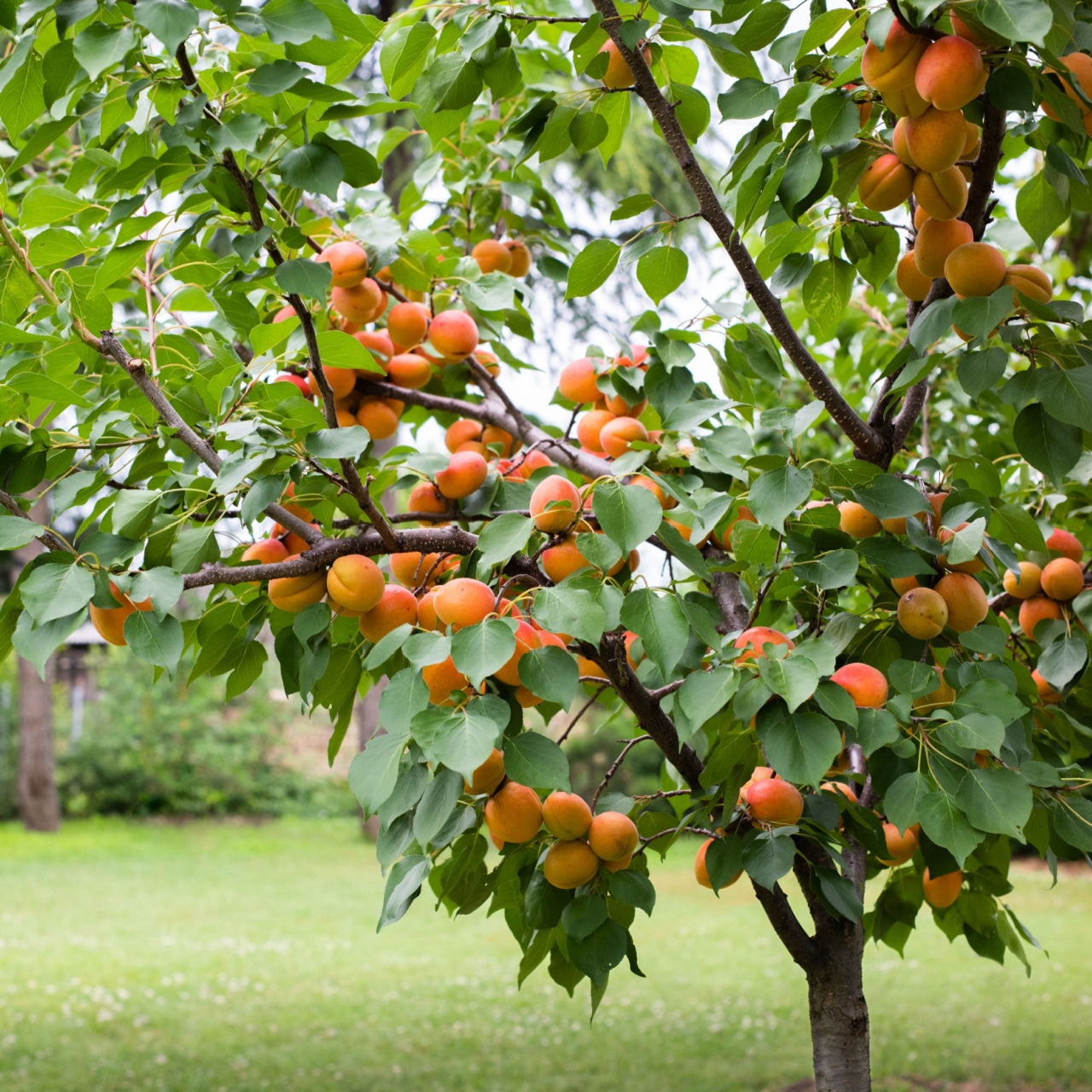 Buy Goldcot Apricot Tree Online at TN Nursery 