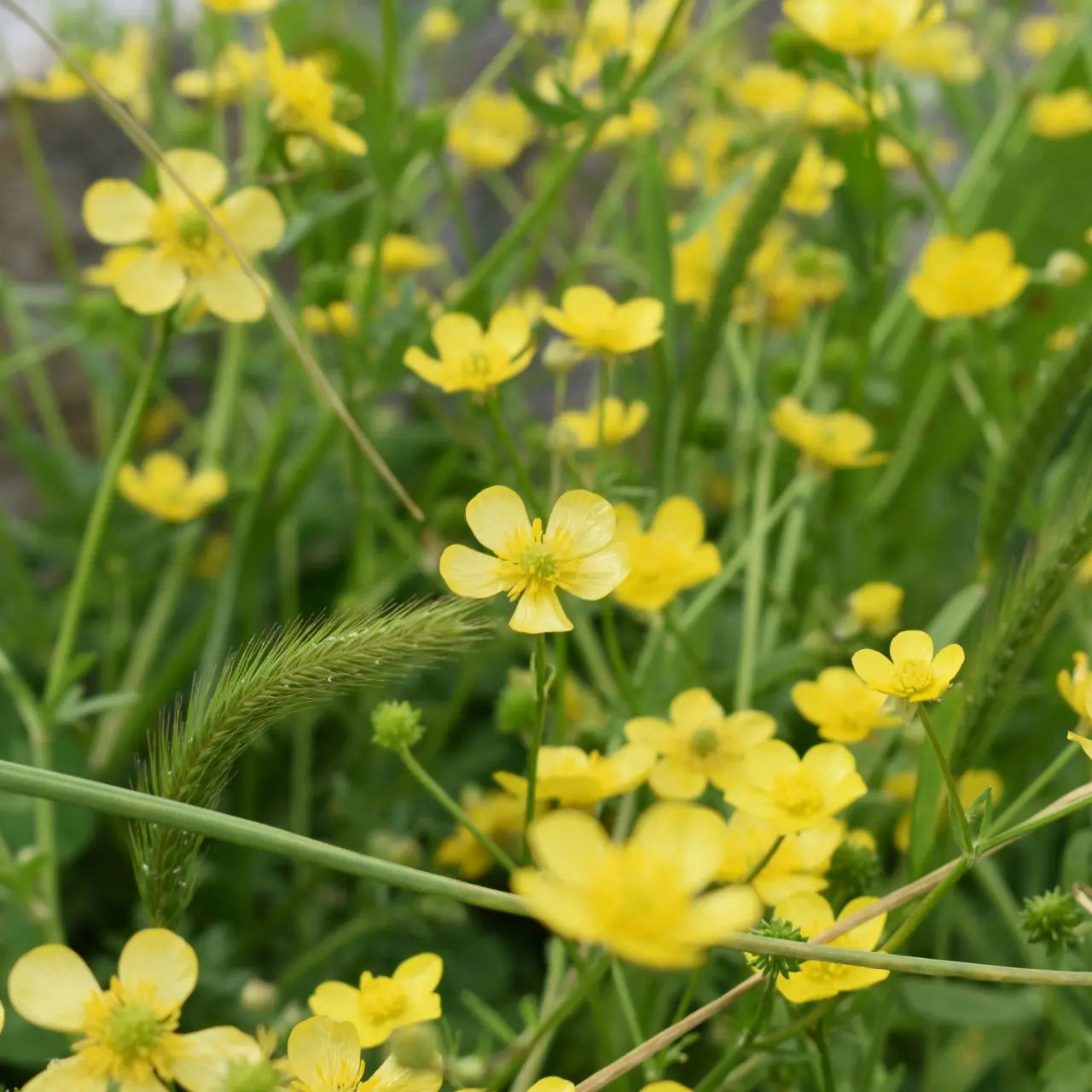 Buy Hairy Buttercups Online at TN Nursery