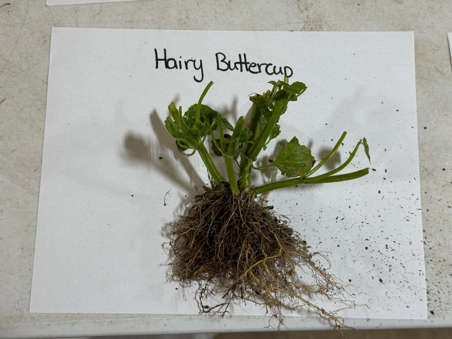 Hairy Buttercup Plant roots