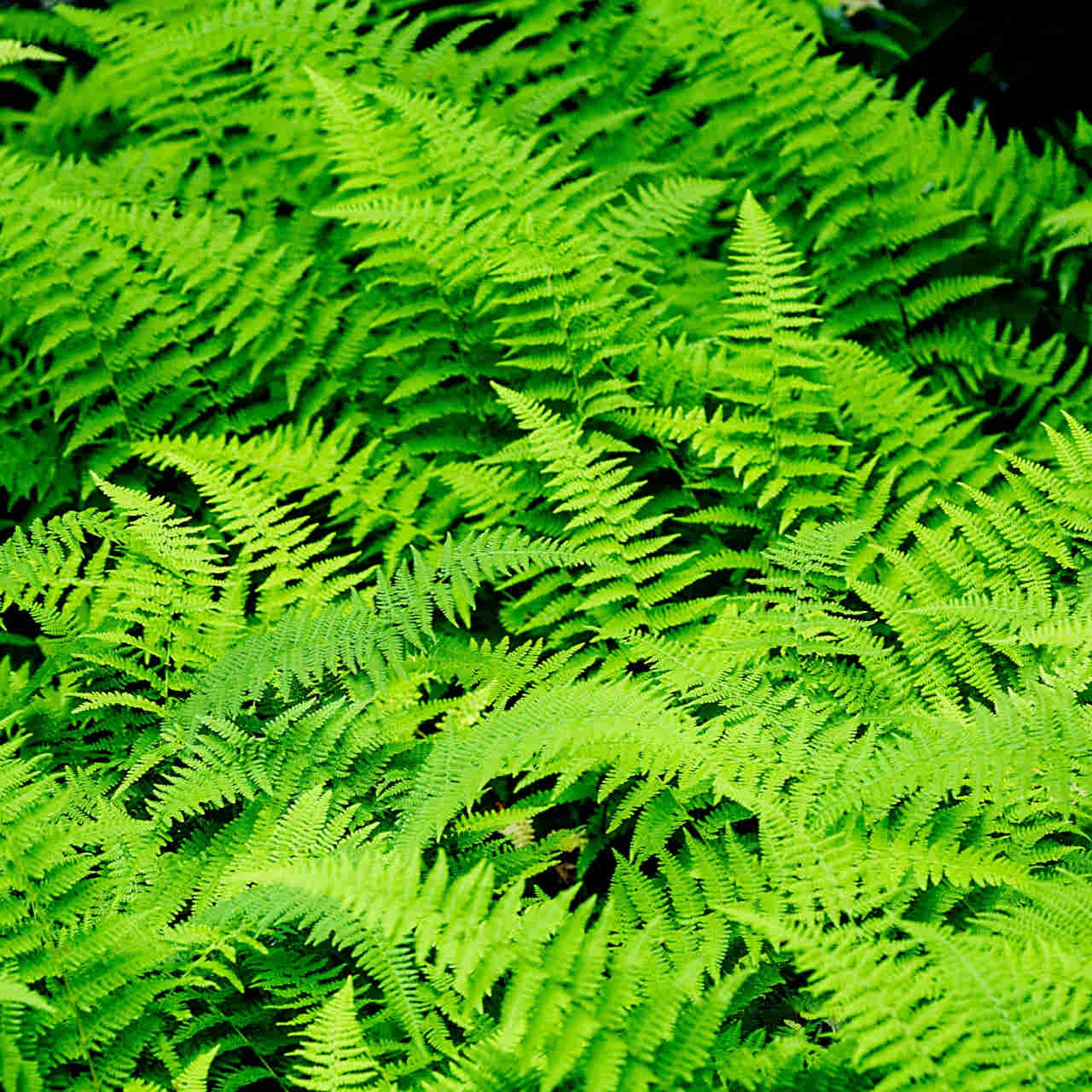 Hay Scented Fern
