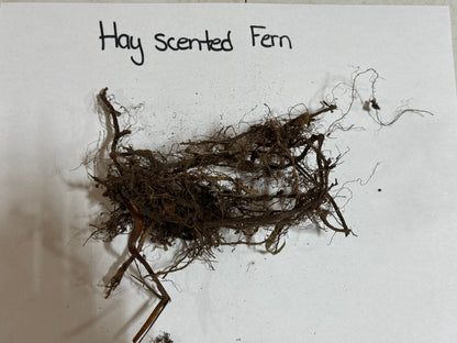 Hay Scented Fern root