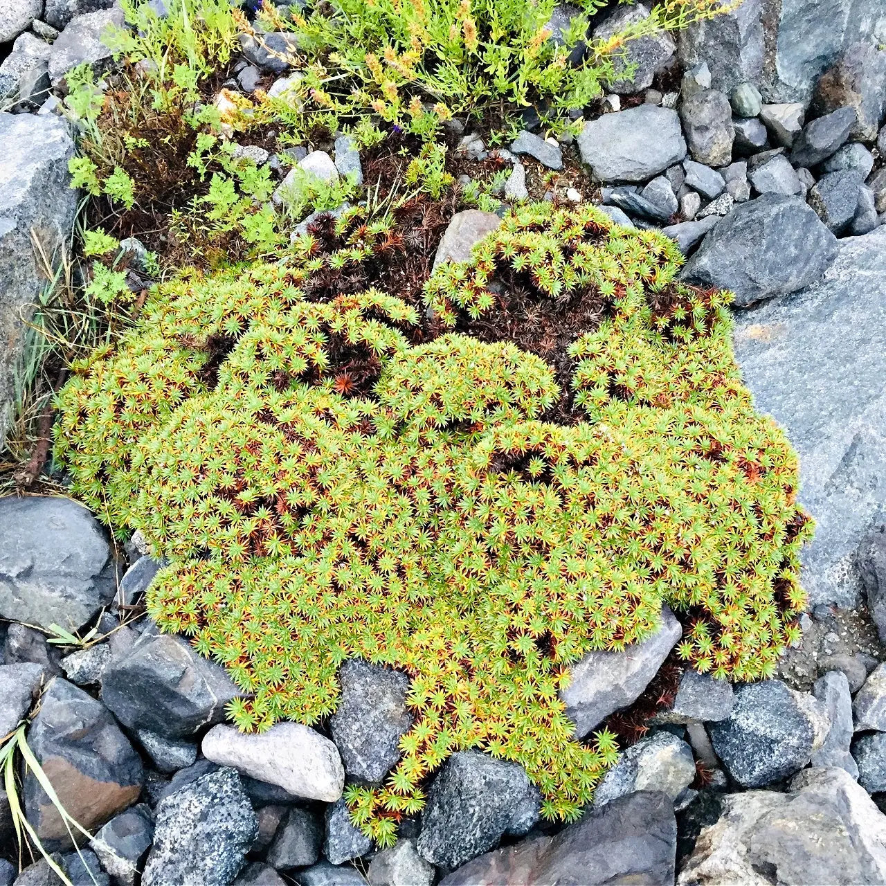 Buy Hedwigia Online at TN Nursery 