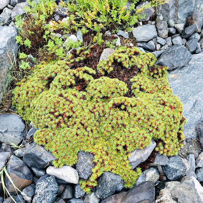 Buy Hedwigia Online at TN Nursery 