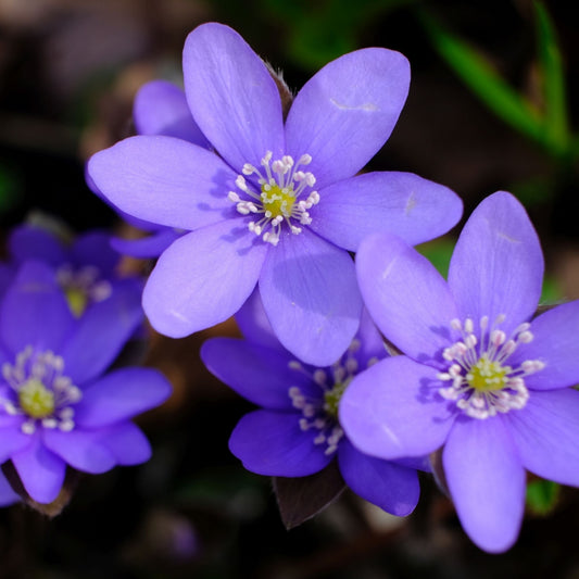 Buy Hepatica Online at TN Nursery 