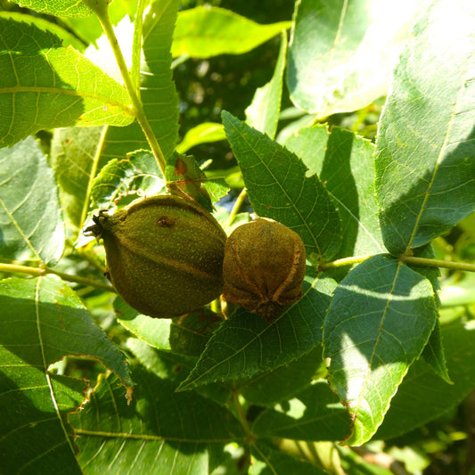 Buy Hickory Tree's Online at TN Nursery 