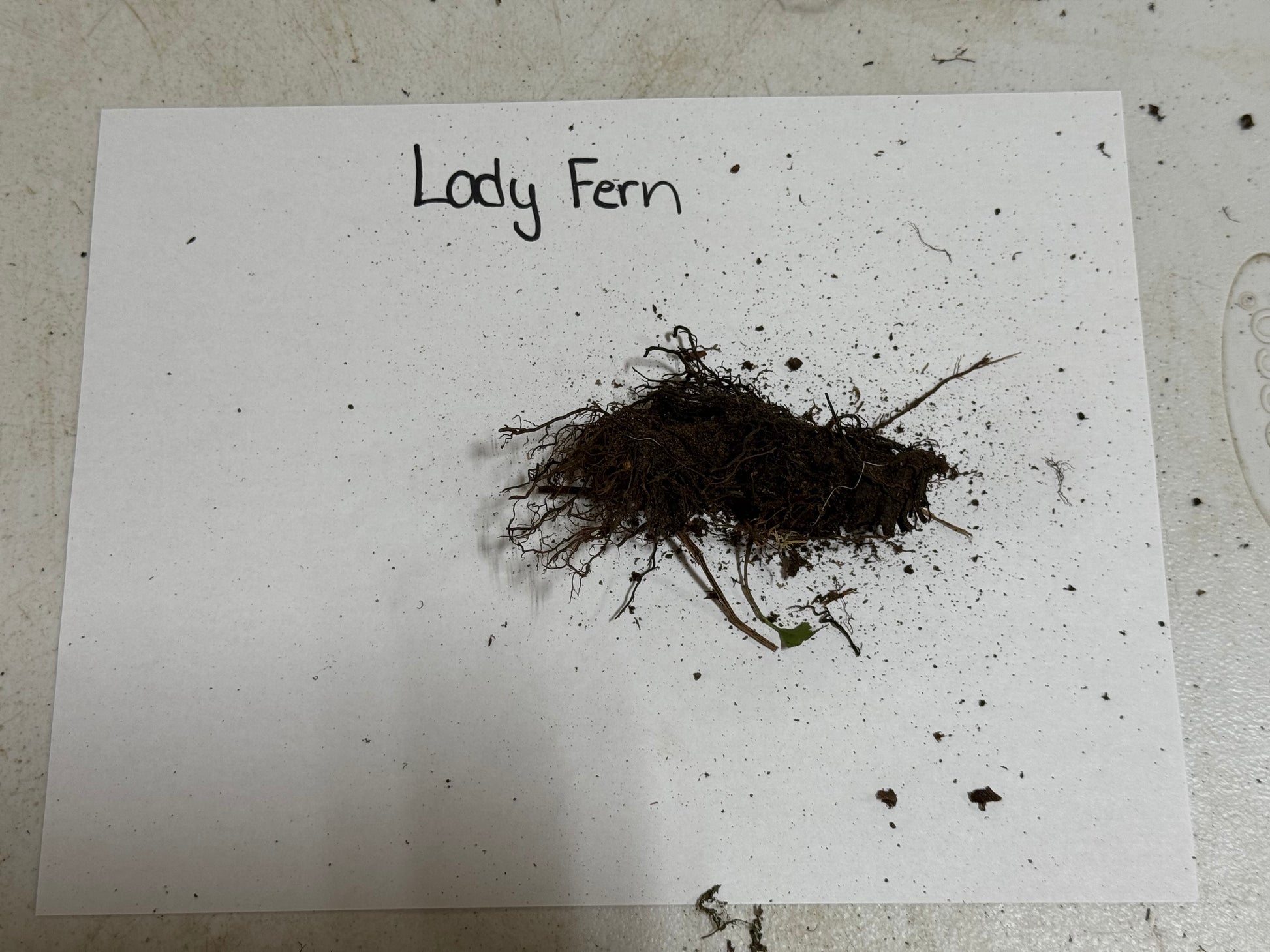 Lady Fern root