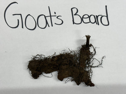 Goats Beard Plant
