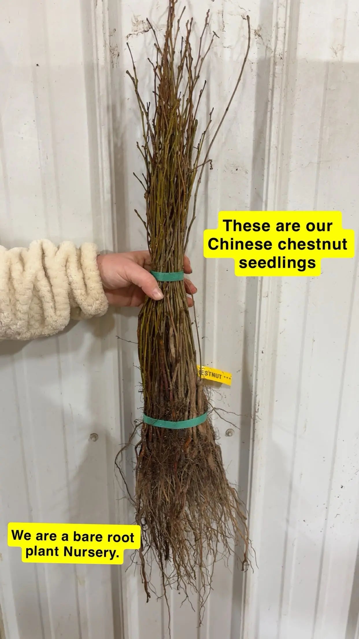 Chinese Chestnut Seedlings Seedlings