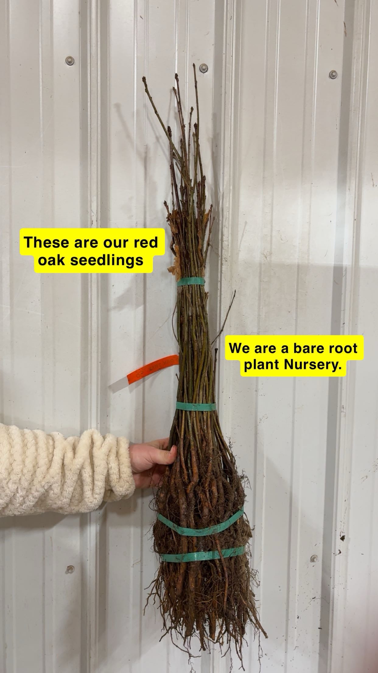 Red Oak Seedlings