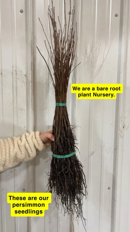 Persimmon Seedlings Trees