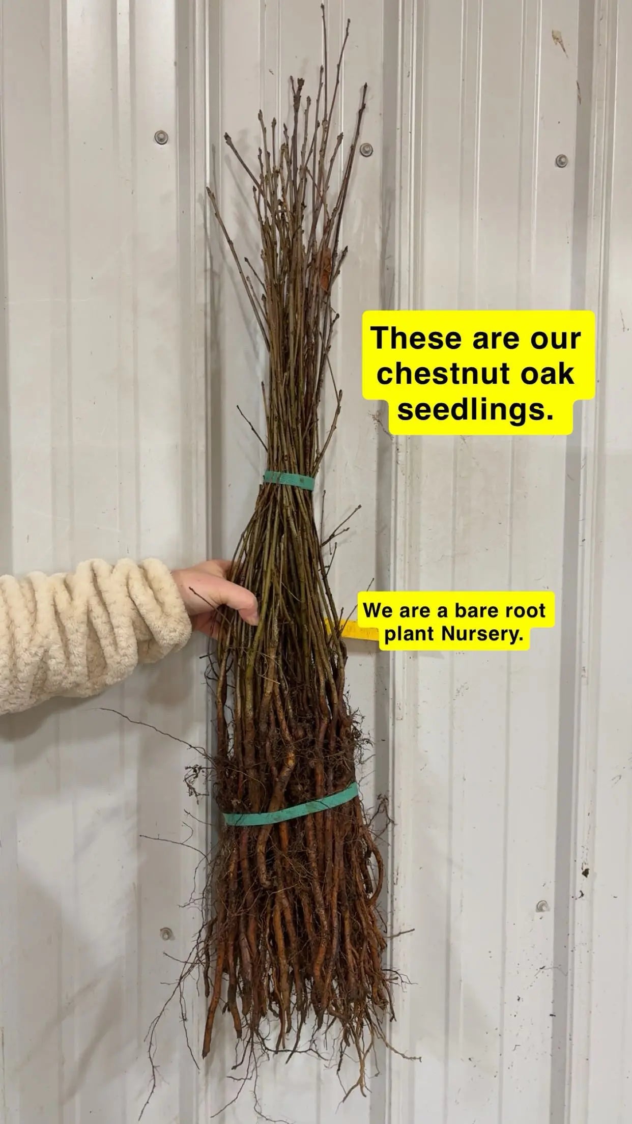 Chestnut Oak Seedlings Tennessee Wholesale Nursery