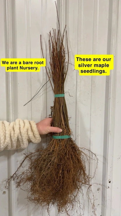 Silver Maple Seedlings Tennessee Wholesale Nursery