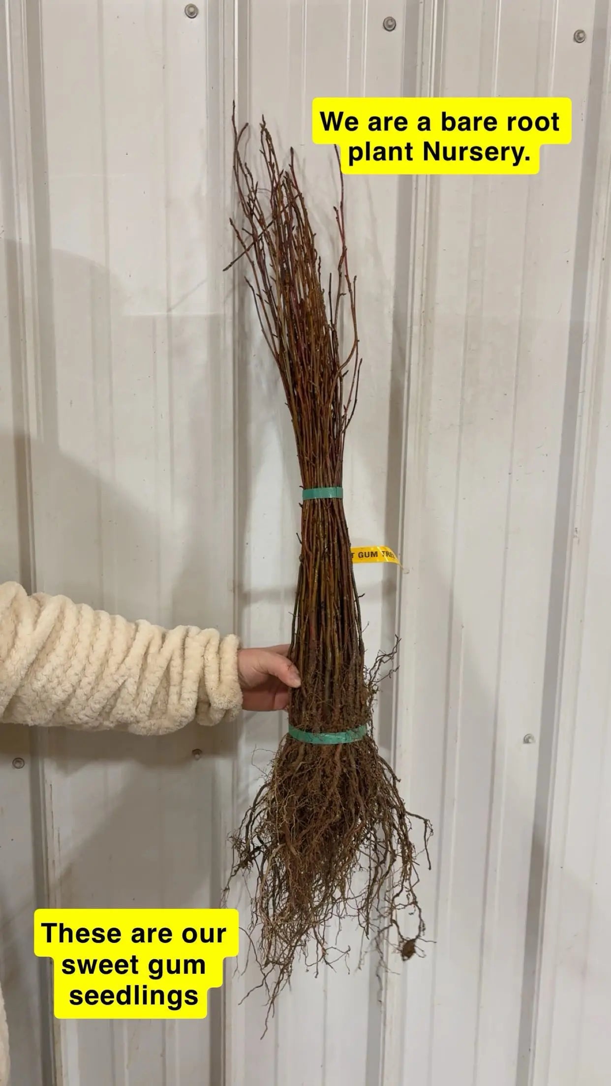 Bundle of Sweet Gum Seedlings with exposed roots tied by green bands
