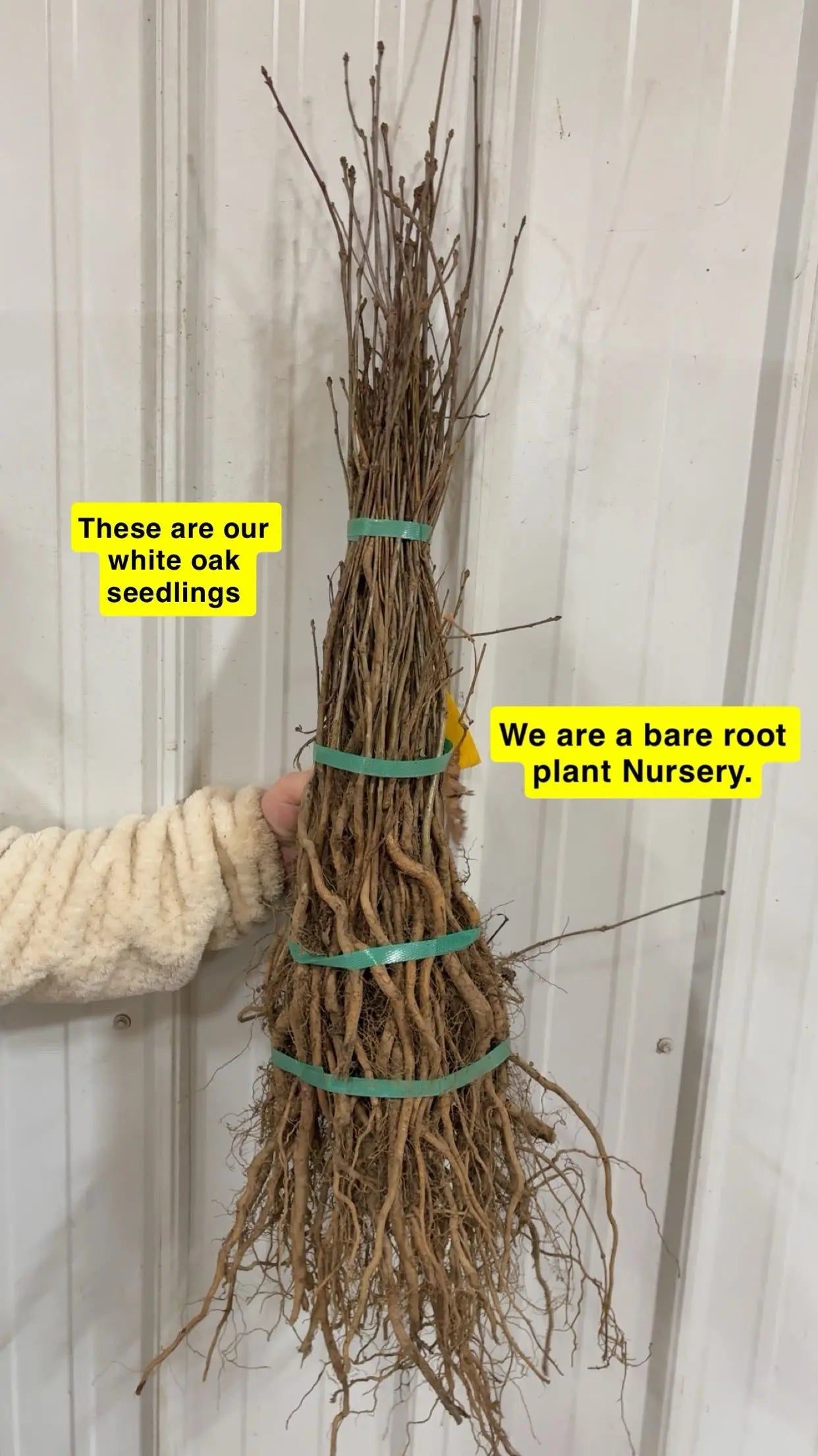 White Oak Seedlings Seedlings