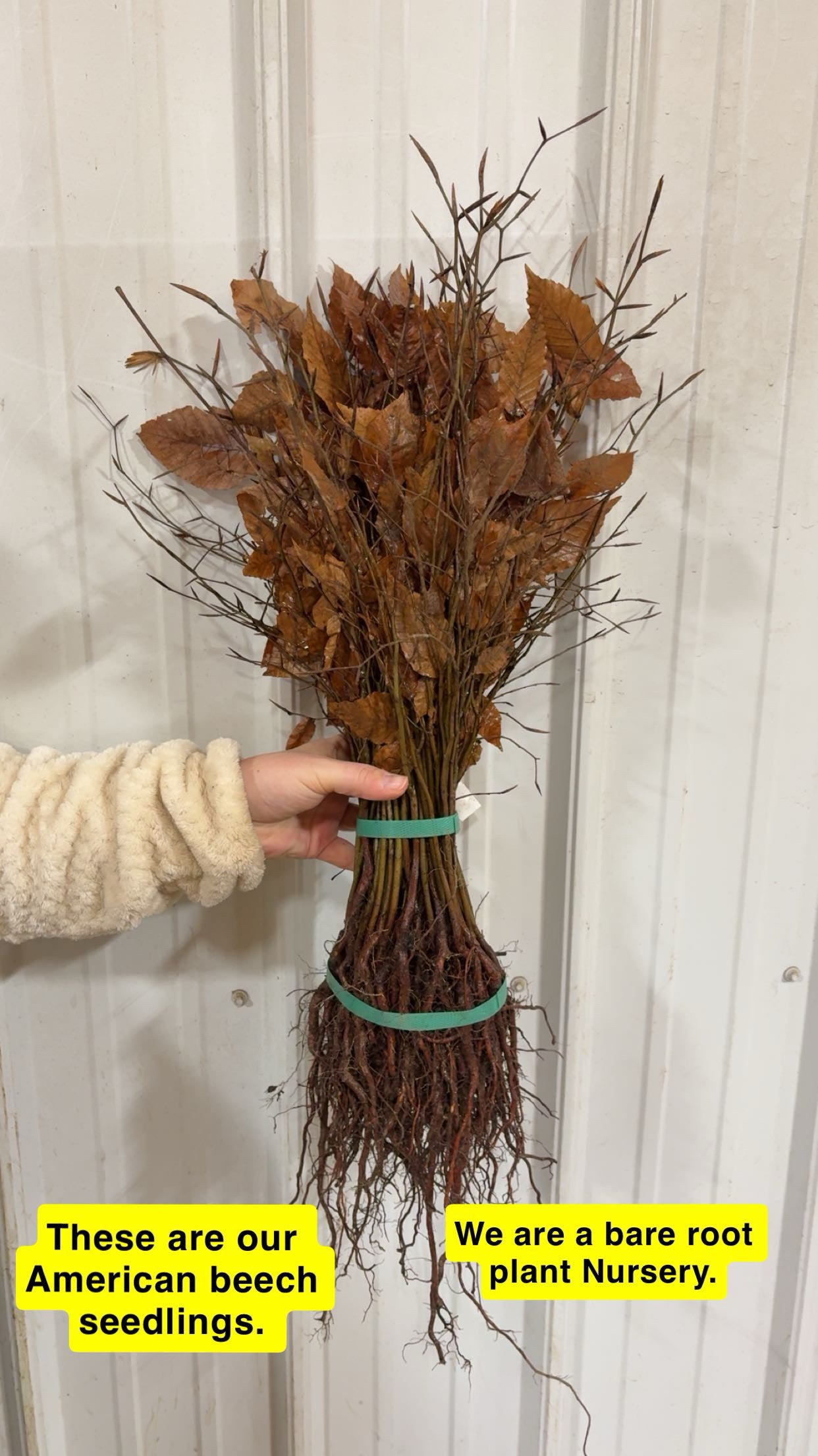 American Beech Seedling