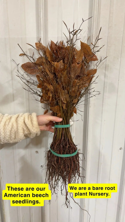 American beech seedlings bundle with brown leaves, exposed roots, green bands