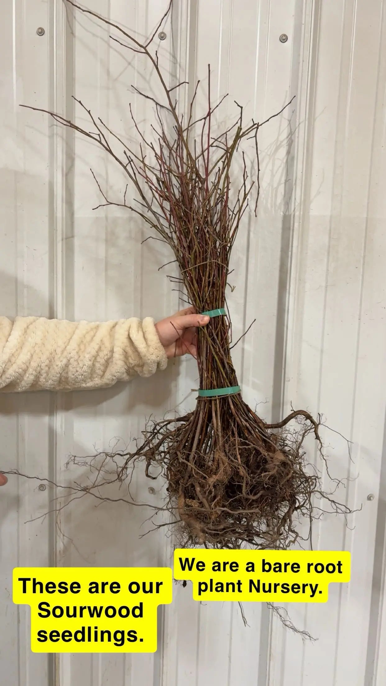 Sourwood Seedlings Tennessee Wholesale Nursery