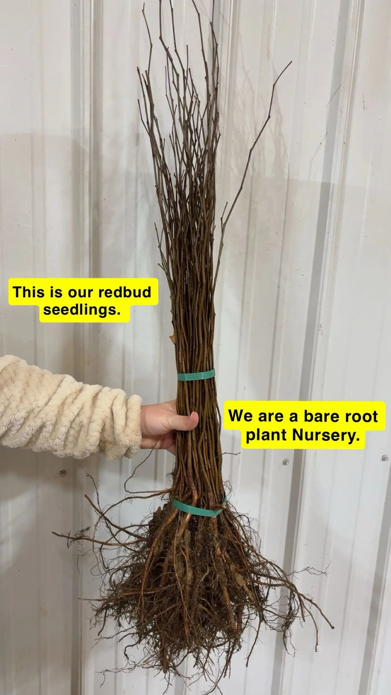 Redbud Seedlings Tennessee Wholesale Nursery