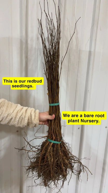 Redbud Seedlings Tennessee Wholesale Nursery