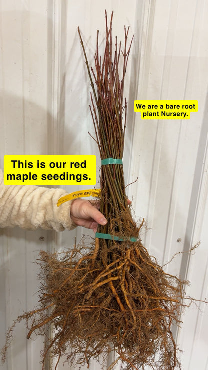 Red Maple Seedlings