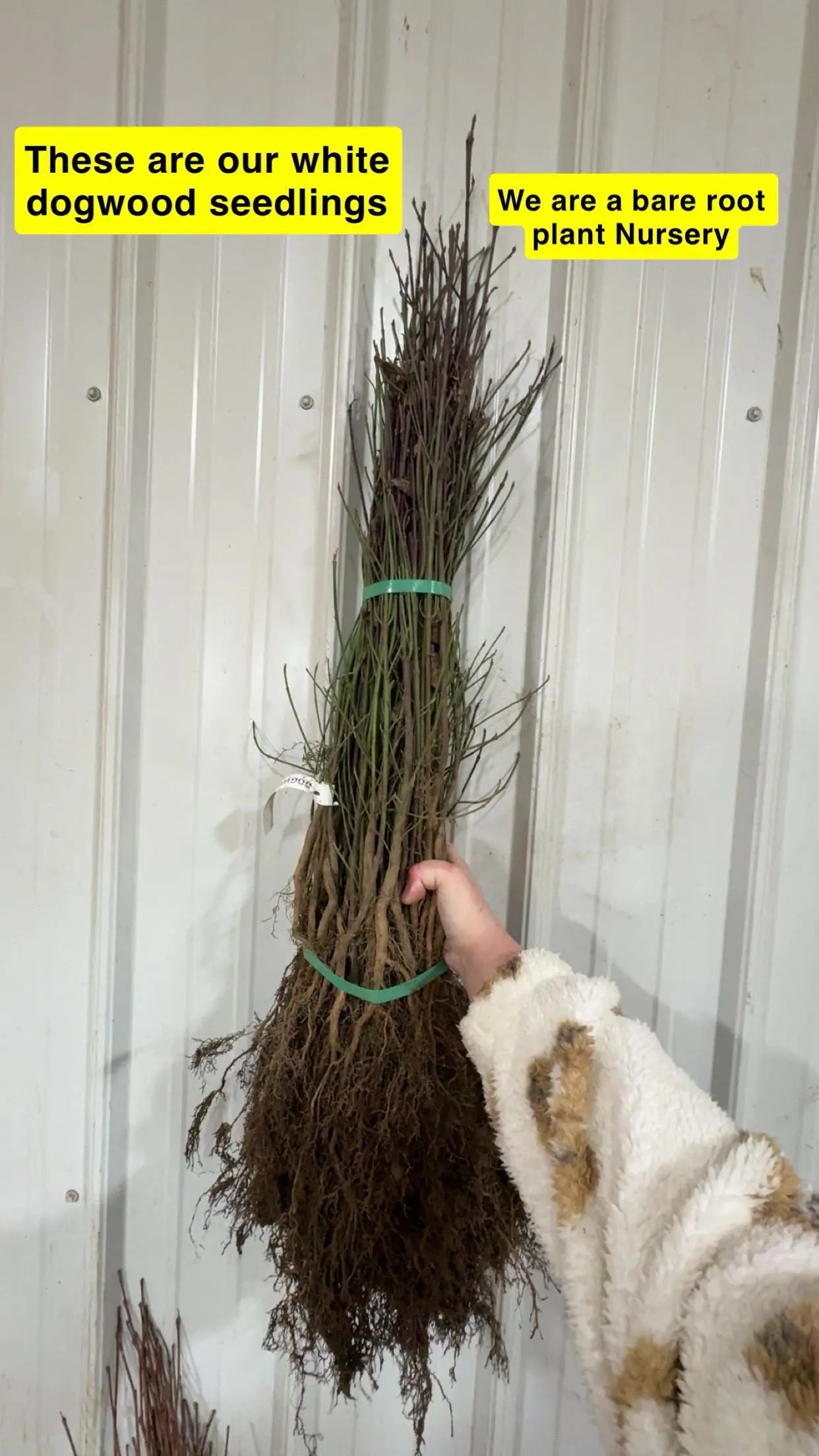 White Dogwood Seedlings Tennessee Wholesale Nursery