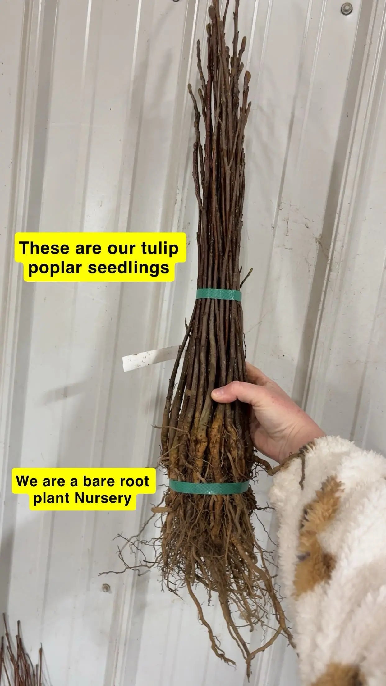 Tulip Poplar Seedlings Tennessee Wholesale Nursery