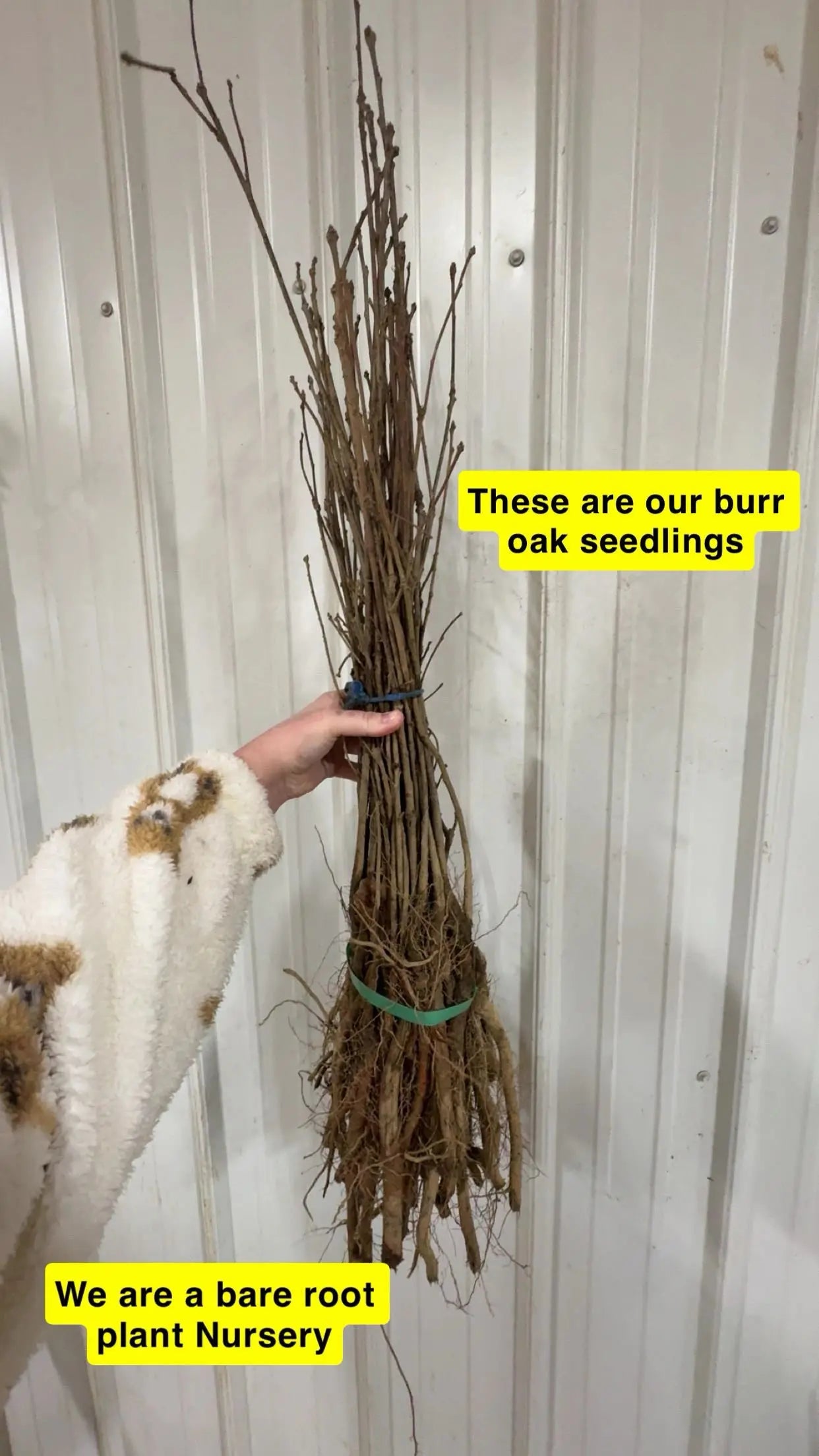 Burr Oak Seedling Trees