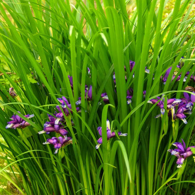 Vibrant Iris Cristata purple flowers with white markings in lush green grass