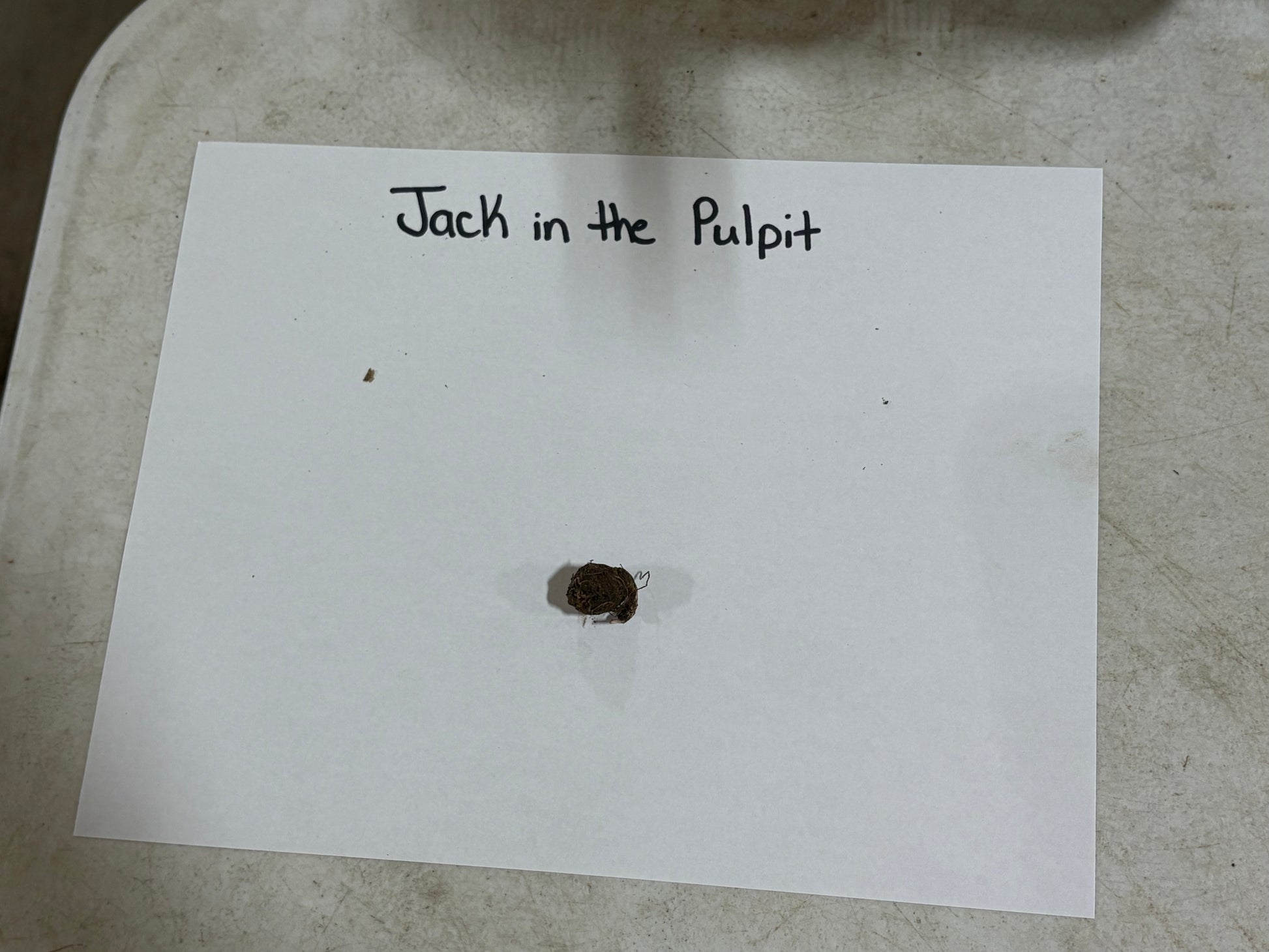 Jack In The Pulpit root