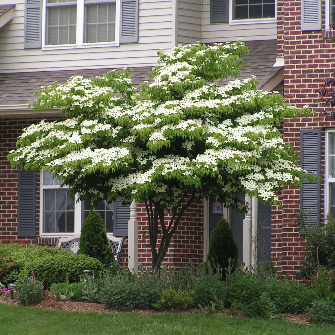Buy Kousa Dogwood Online at TN Nursery 