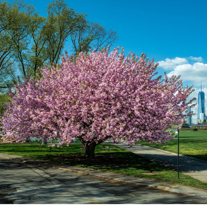 Buy Kwanzan Cherry Tree Online at TN Nursery 